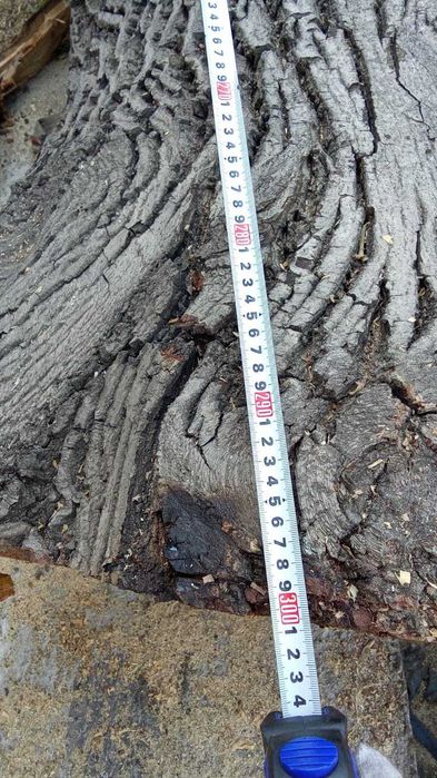 Спиленный ореховый ствол