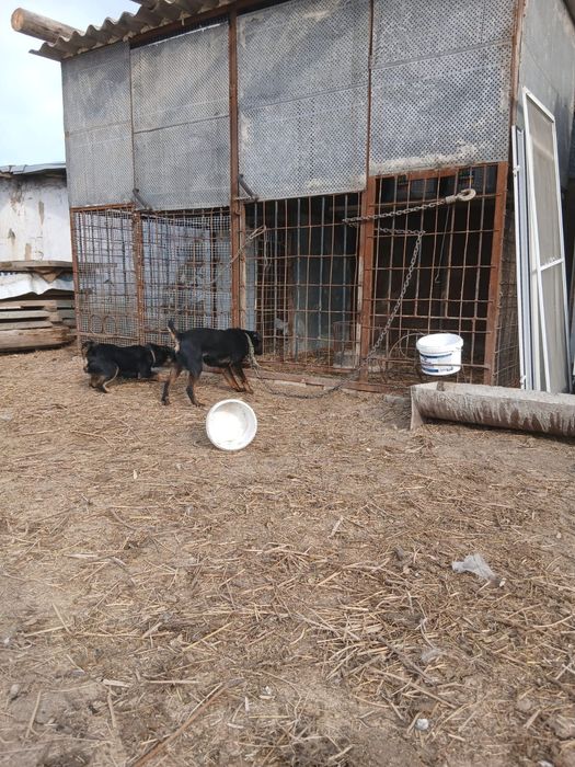 Ягтерьер  пара .