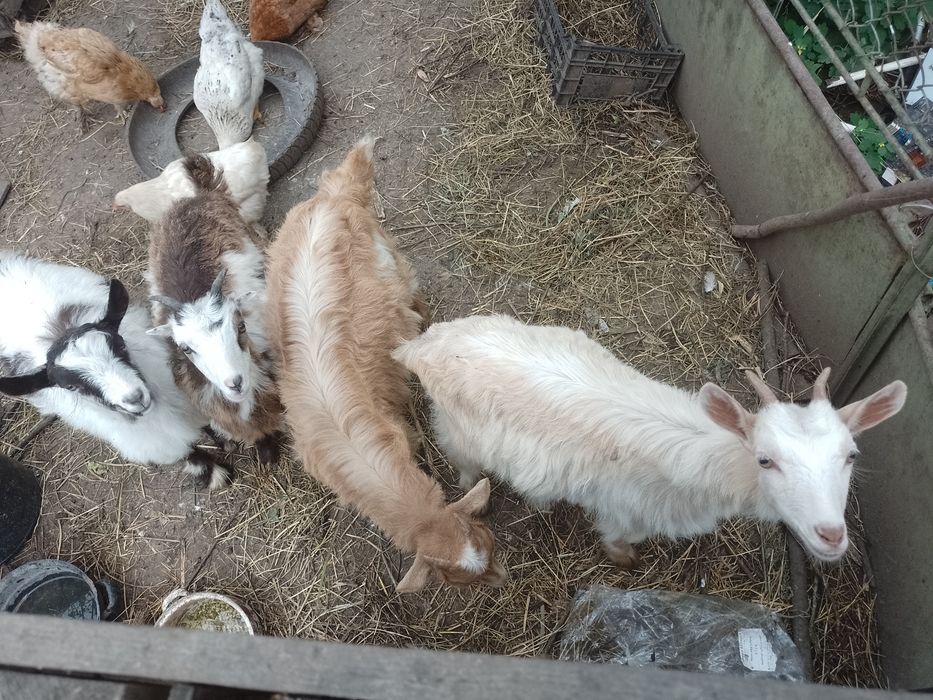 de vânzare 3 ieduțe și un  ied