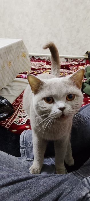 Продаю кошку британская кошка