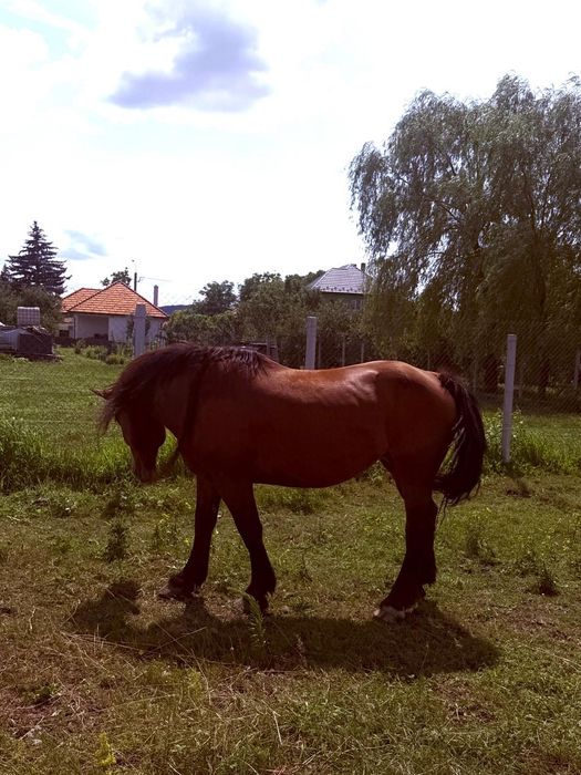 Cai de vânzare în Sărata
