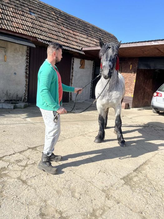 De vanzare 2manz sau schimb cu iapa sau armasar