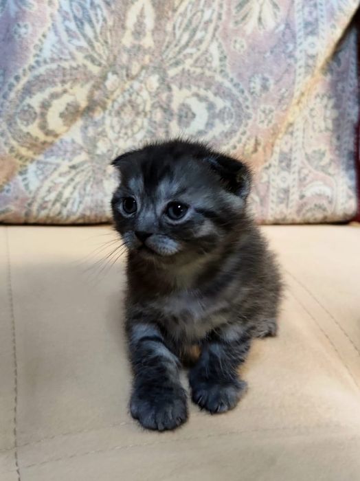 Вислоухий котёнок