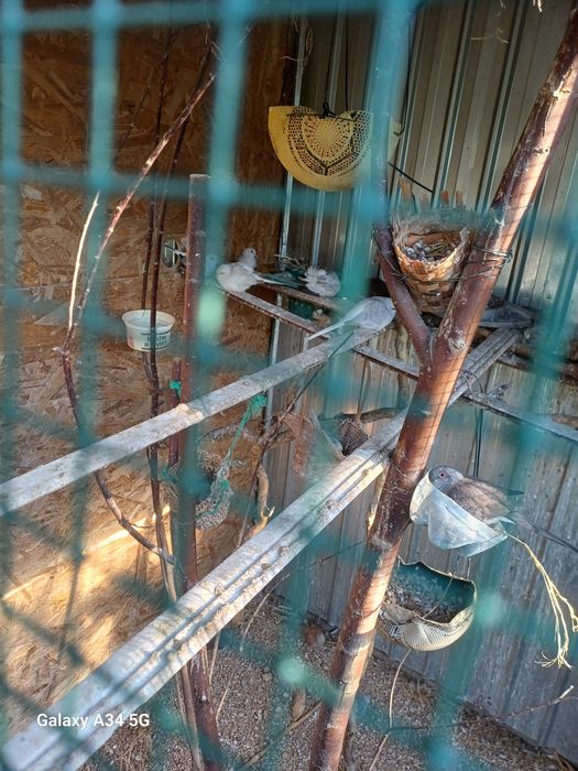 Turturele diamanat tineret