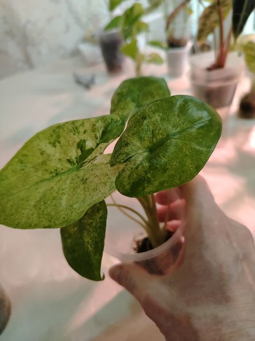 Продам комнатные цветы