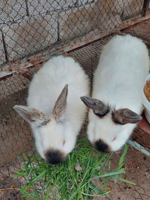 Kalifornia Quyonlari