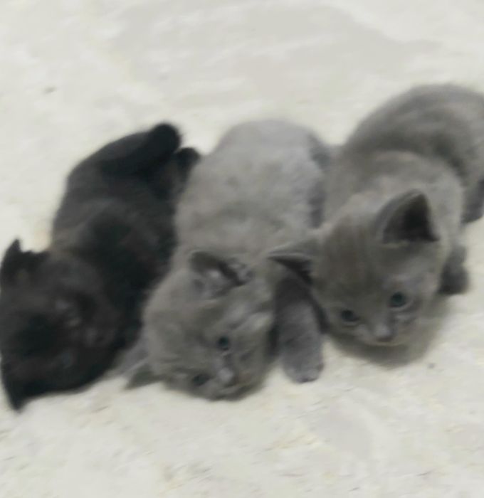 Срочно отдам котят в добрые руки