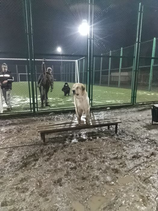 Алабаи ит сатылады