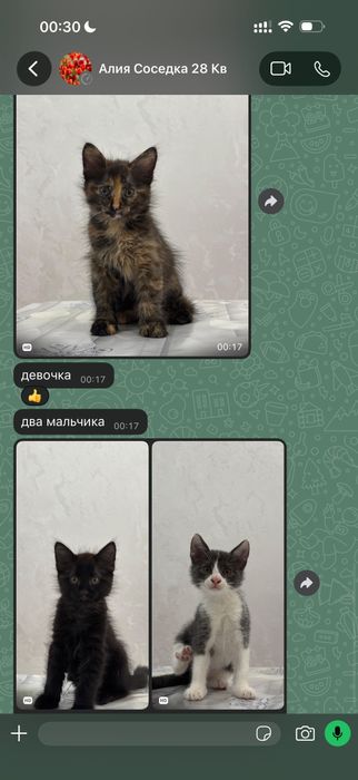 Отдам котят в хорошие  руки