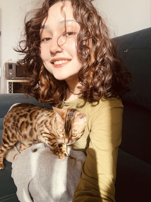 бенгальская кошка