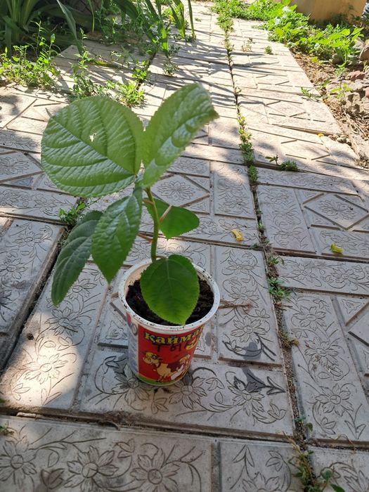 Продам черенки цветов