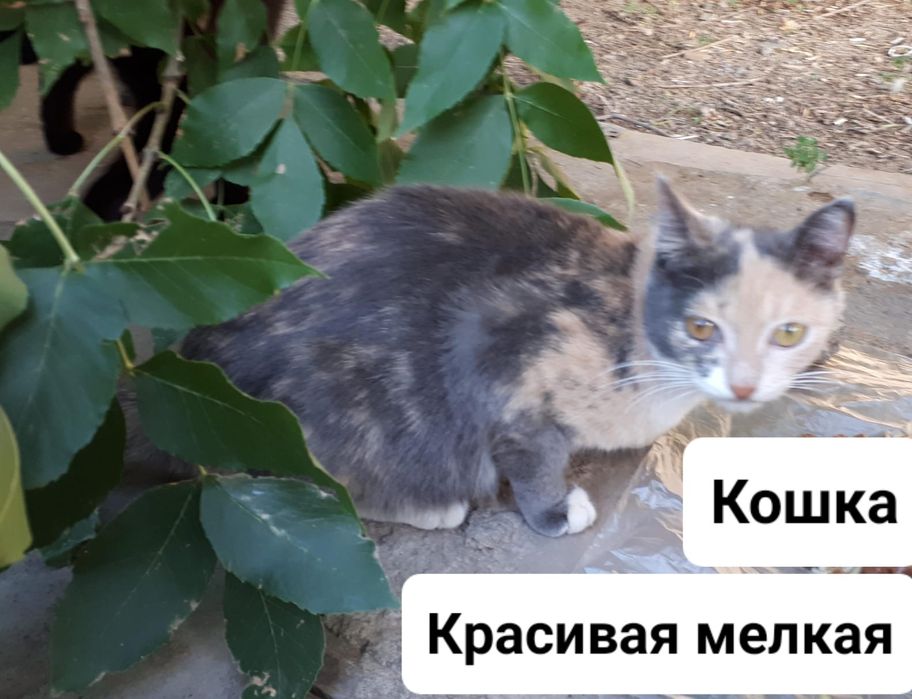 Стерилизованные кошки
