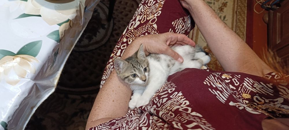 Срочно ищет дом маленький серо-белый котёнок мальчик!
