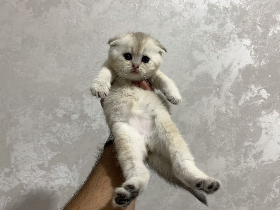 Scottish fold sotiladi