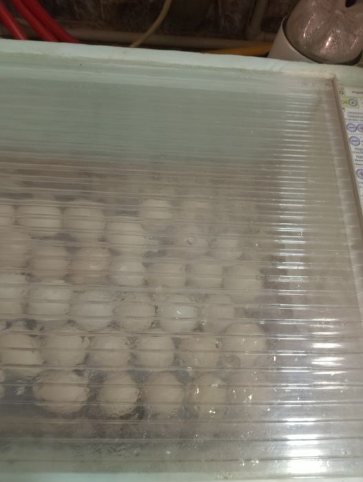 Цыплята адлер серебристый.