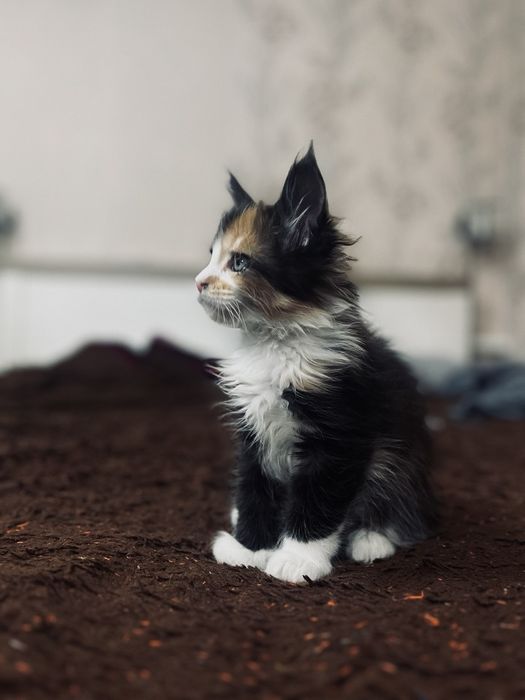 Мейн Кун девочка, королевская порода