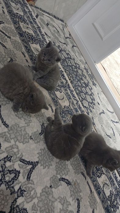 Fold strait pishikla sotiladi