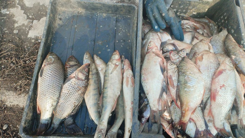 продаю свежую рыбу