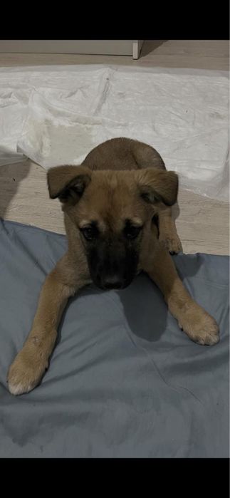 Щеночек с добрые руки