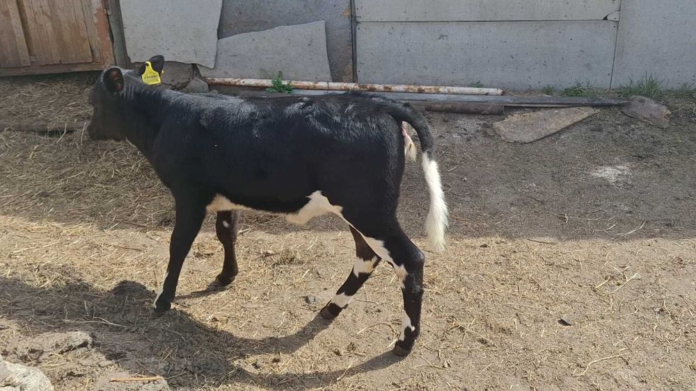 Продам тёлочку ( 2 месяца)