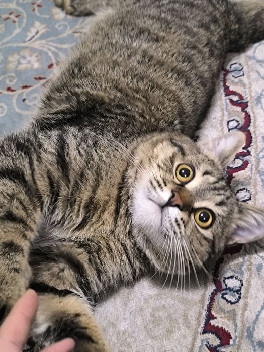 Британский кот на продажу