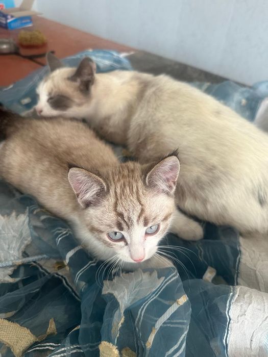 Отдам девочку в надёжные руки