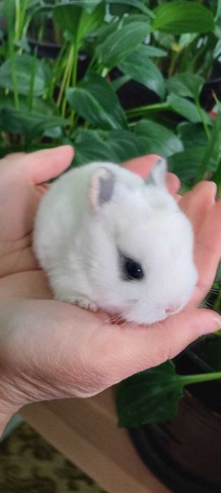 Karlik mitti quyonchalar bron