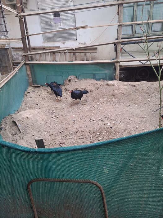 Soglom makiyanlar  300mingdan