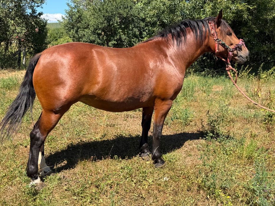 Iapă de vânzare