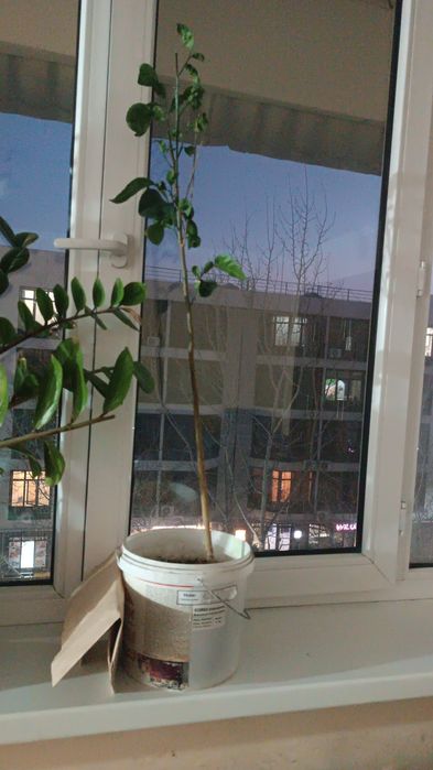 Денежное дерево, комнатные цветы