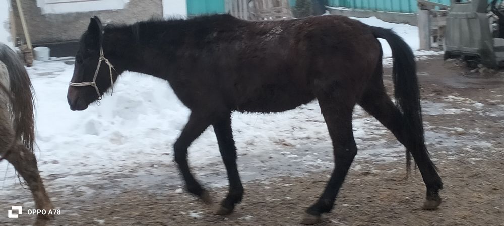 Кунан сатылады...