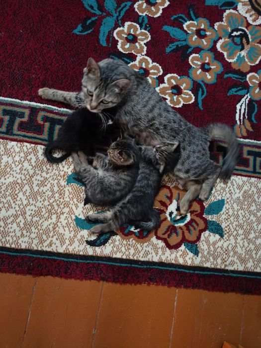 Отдам даром котят