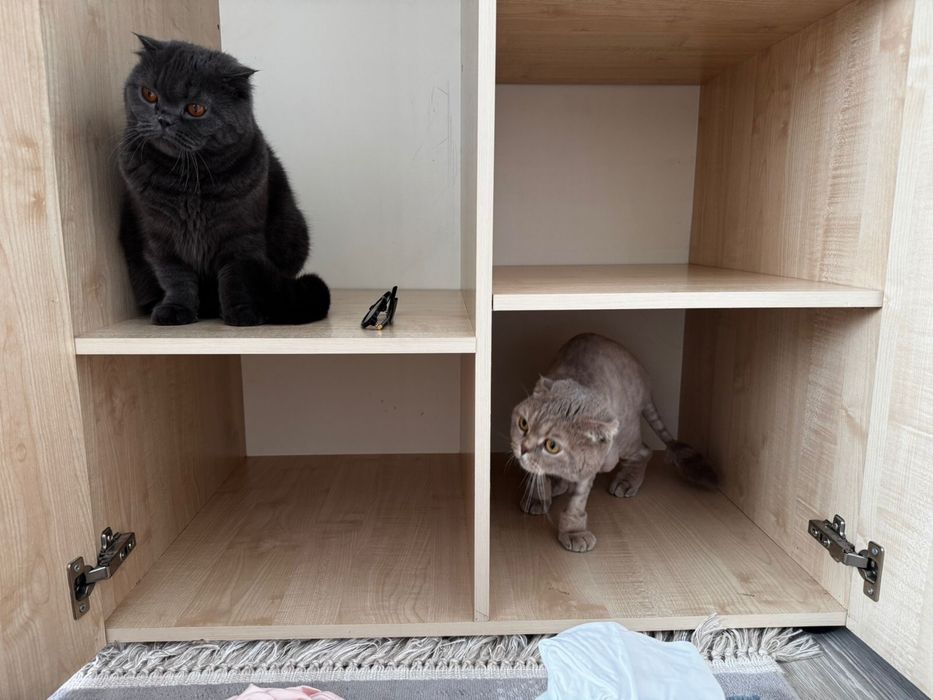 Скотиг фолд, кошки