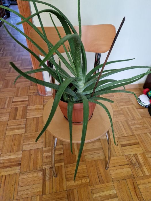 Продам Фикус  Бенджамина