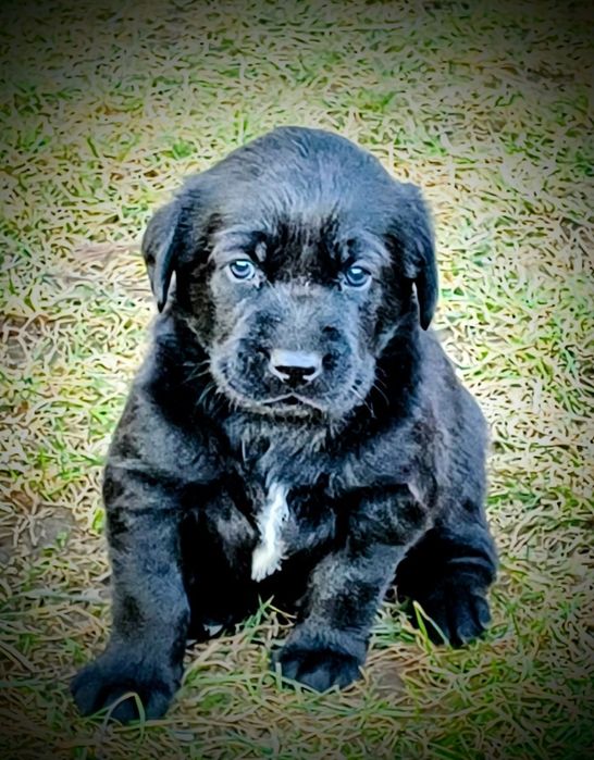 Donez metis Labrador/ Border Collie