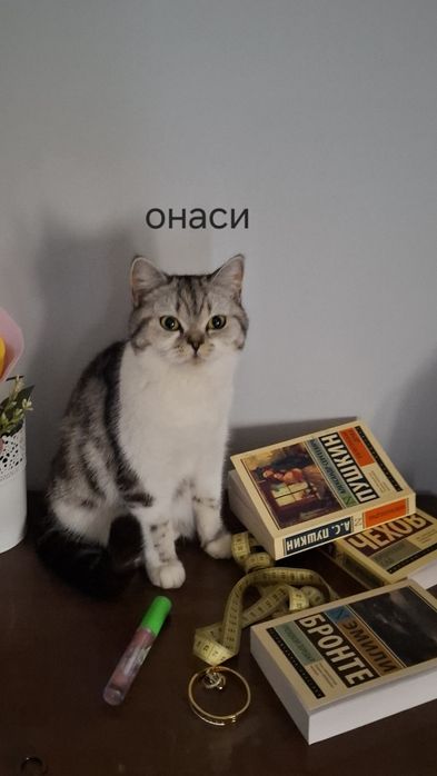 Хэйланд фолд мушук