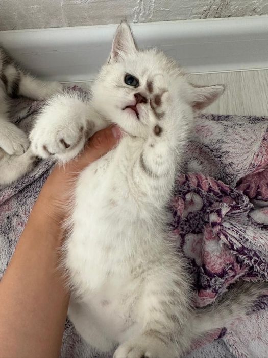 Катенок прямо ухо мальчик