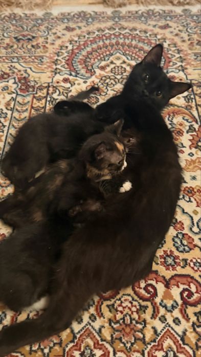 Отдам котят в добрые руки