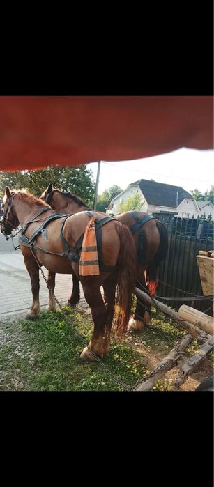 Vând cal de 5 ani