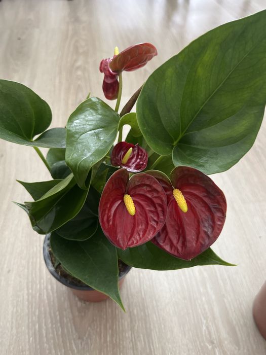 Комнатные растения не требующе  особого ухода