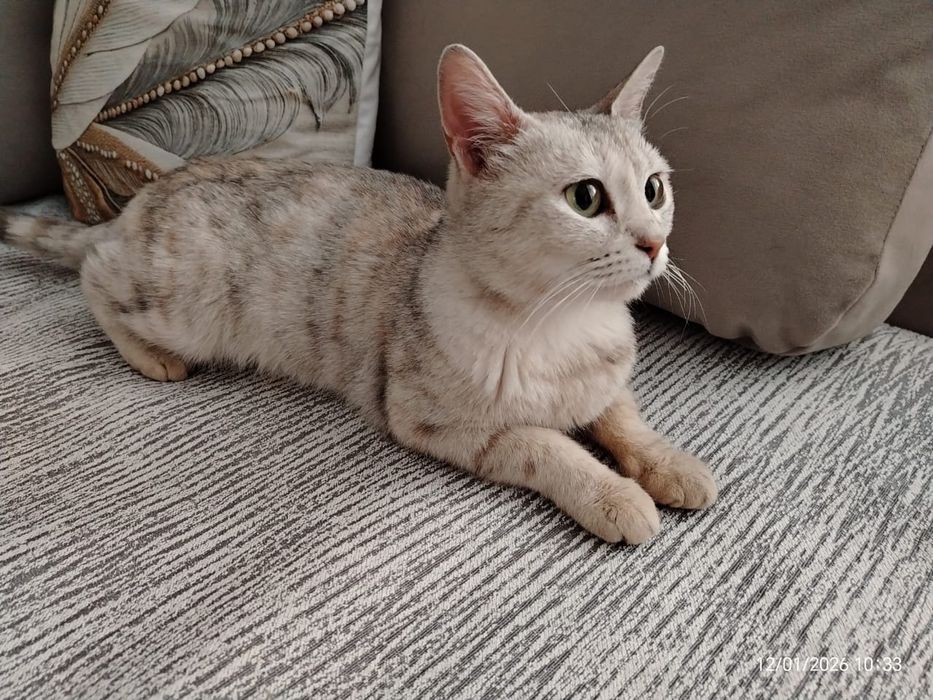 Кошечка молодая с необычным окрасом