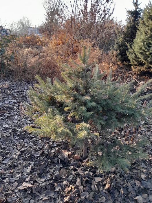 Елки туи смаракты