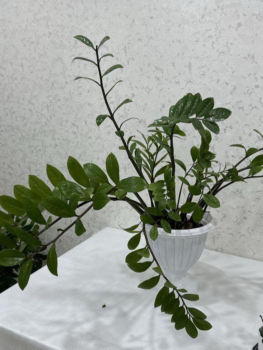 доллар цветы,заммиокулькас