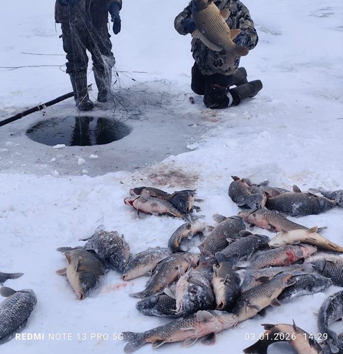 Рыба в ассортименте КАРП карась щука