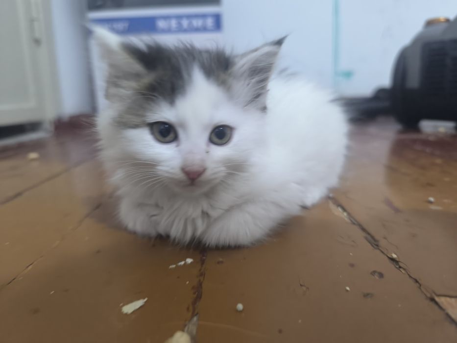 Котята в поиске дома