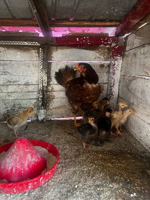 Vând cloșca cu pui țărănești