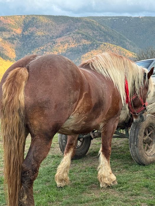 Vând iapă de 5 ani