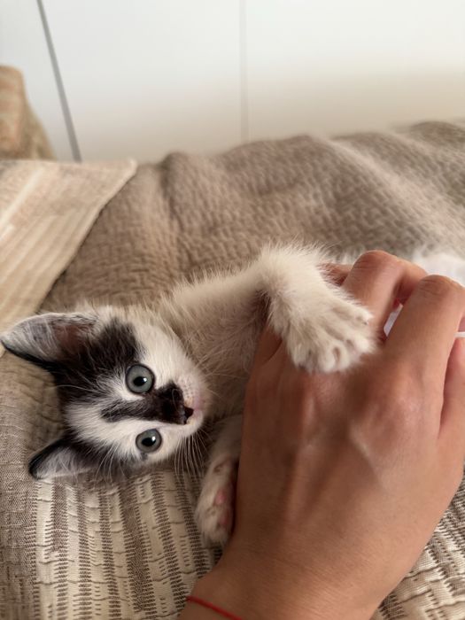 Отдам котенка в добрые руки