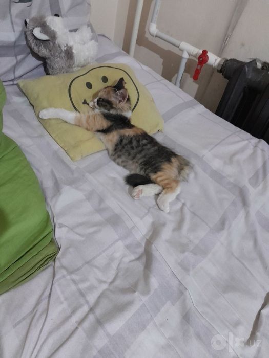 Котенок бесплатно