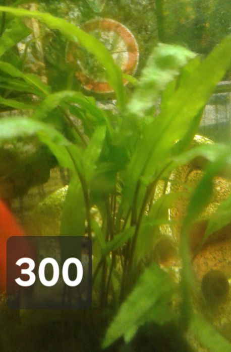 *** водоросли ***